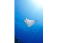 03-ocean-frontiers-cayman-eagle-ray