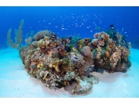 05-ocean-frontiers-cayman-coral-reef