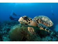 07-ocean-frontiers-cayman-hawksbill-turtle