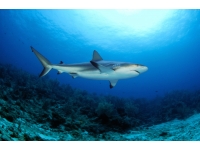 08-ocean-frontiers-cayman-caribbean-reef-shark