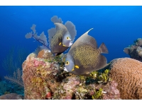 09-ocean-frontiers-cayman-angel-fish