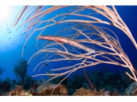 11-ocean-frontiers-cayman-trumpet-fish