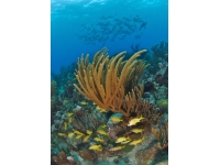 30-ocean-frontiers-cayman-black-rock-reef