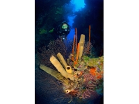 31-ocean-frontiers-cayman-wall-dive